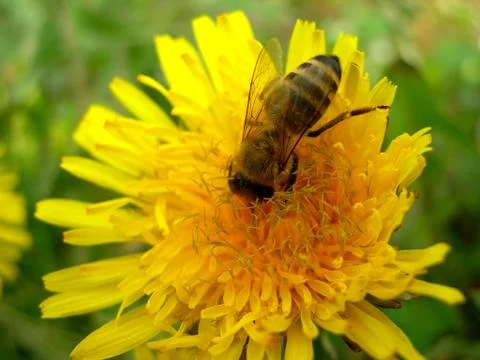 Bee on a dandelion Stock Photos