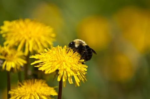 Bee on a Dandelion Stock Photos