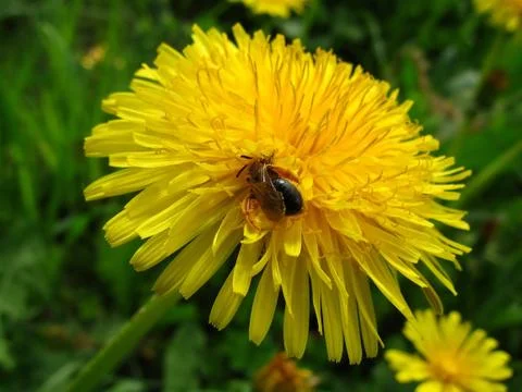Bee on dandelion Stock Photos