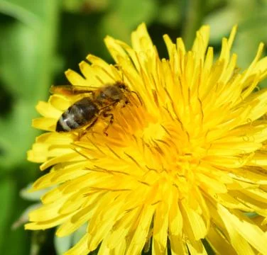 Bee dandelion Stock Photos