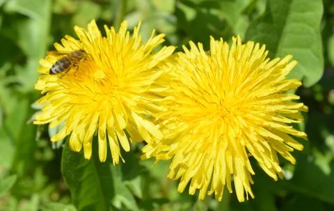 Bee dandelion Stock Photos