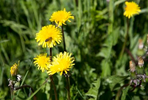 Bee on a Dandelion Stock Photos