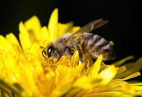 Bee on dandelion Stock Photos