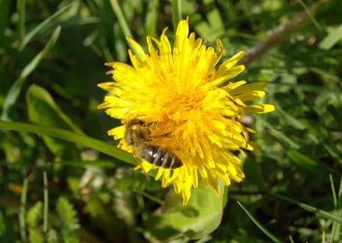 The bee on dandelion Stock Photos