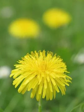 Bee on dandelion Stock Photos
