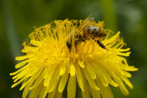 Bee on dandelion Stock Photos