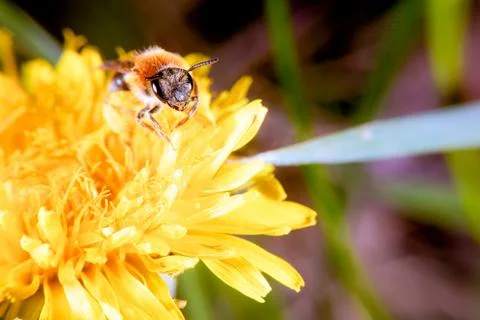 Bee on a dandelion Stock Photos