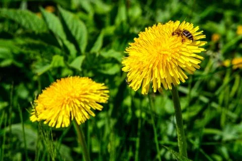 Bee on a dandelion. Stock Photos
