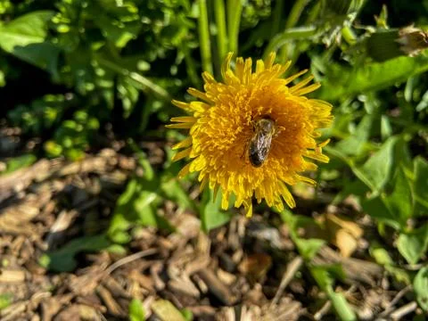 Bee on a dandelion Stock Photos