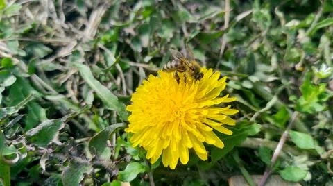 A bee on a dandelion Stock Photos