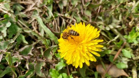 A bee on a dandelion Stock Photos