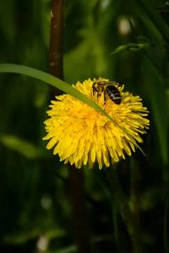 Bee on dandelion Stock Photos
