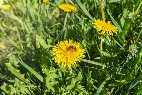Bee on a dandelion Stock Photos