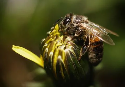 Bee on dandelion Stock Photos