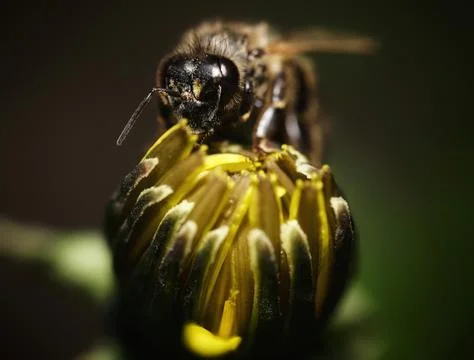 Bee on dandelion Stock Photos