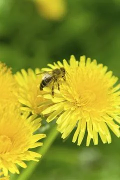 Bee on dandelion Stock Photos