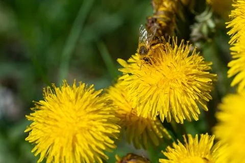 Bee on a dandelion. 写真素材