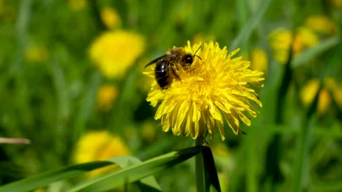 A bee on a dandelion in spring Stock Footage 240141066