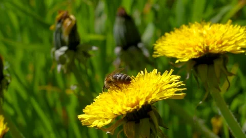 A bee on a dandelion in spring Stock Footage 240141278