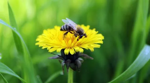 Bee Dandelion Summer Grass Foto stock