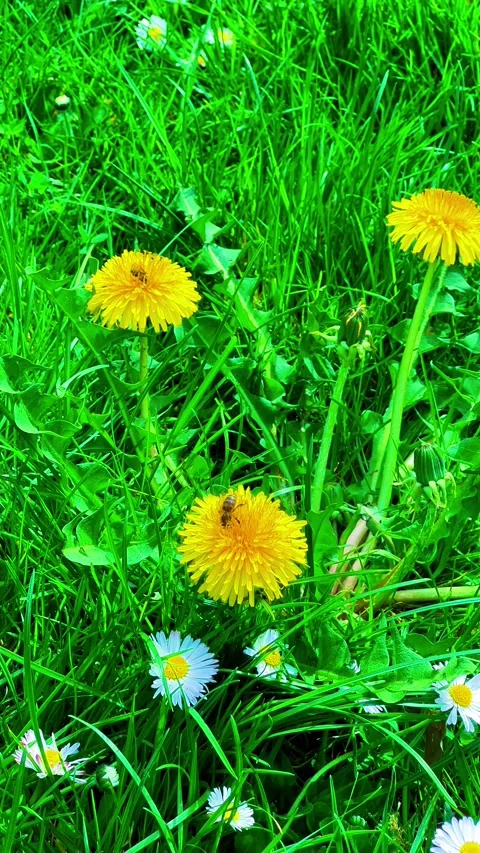 Bee on Dandelion Surrounded by Wildflowers in Vibrant Green Meadow Stock Footage 307440235