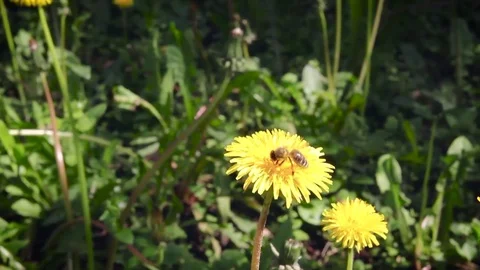 Bee on dandelion on a windy day Stock-Footage 75271904