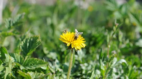 Bee on dandelion x Stock Footage 3739999
