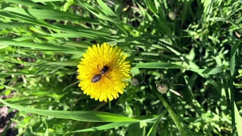 Bee dandelion. Yellow flower. Alternative medicine. A bee sits on a yellow Stock Footage 265792445