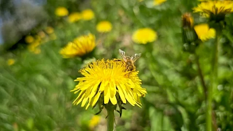 Bee dandelion. Yellow flower. Alternative medicine. A bee sits on a yellow Video stock 326353220