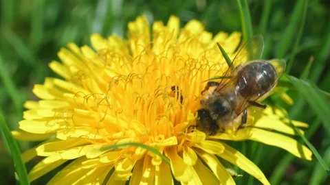 Bee on dandellion gathering pollen. 動画素材 130175734