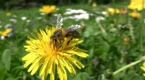 Bee on dandylion Stock Footage