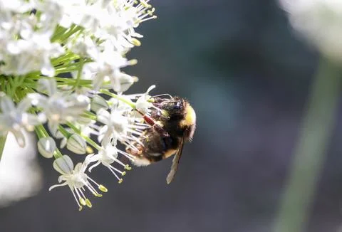 Bee on dark background 스톡 사진