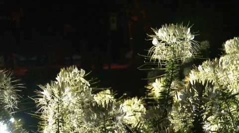 Bee in the dark:light Stock Footage 529035