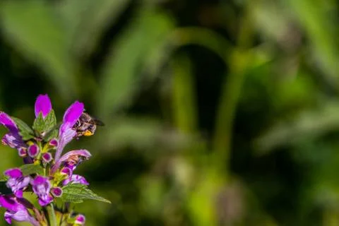 The bee on the deadnettle Stock Photos