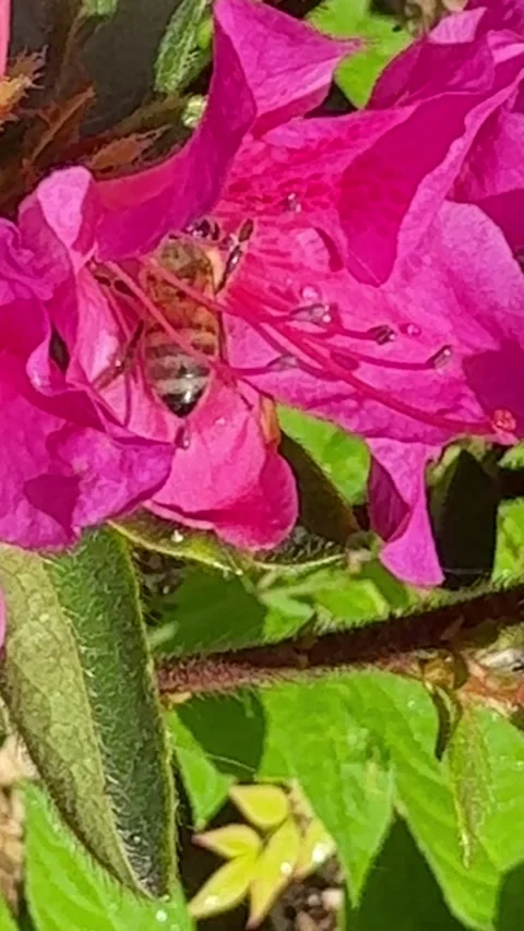 Bee in a deep pink azalea flower vertical Stock Footage 310641873