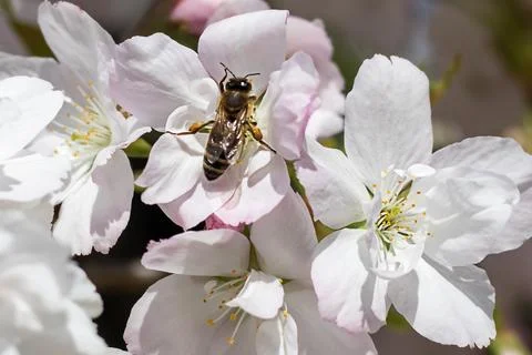 Bee on delicate blossoms in springtime capturing nature's vibrant beauty Stock Photos