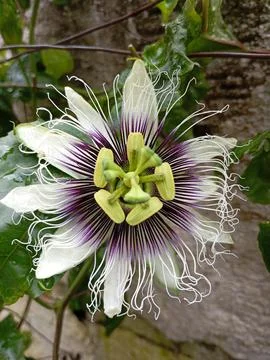 "Bee in the delicate passion flower" Stock Photos