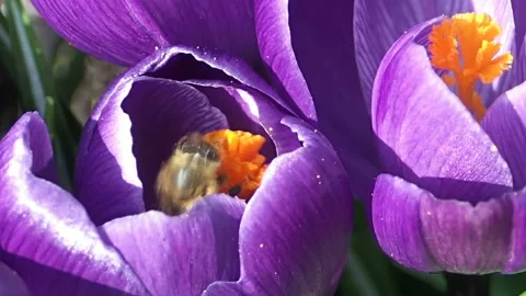 A bee delves inside flower bud Stock Footage 125025155