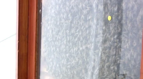 Bee demonstration and observation hive Stockbeeldmateriaal 41350661