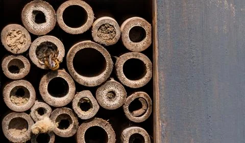 Bee depositing pollen in her bee house Stock Photos