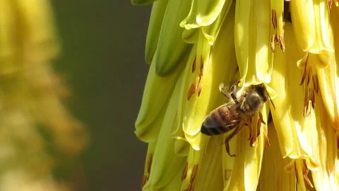 Bee digging in flower Video stock 152742132