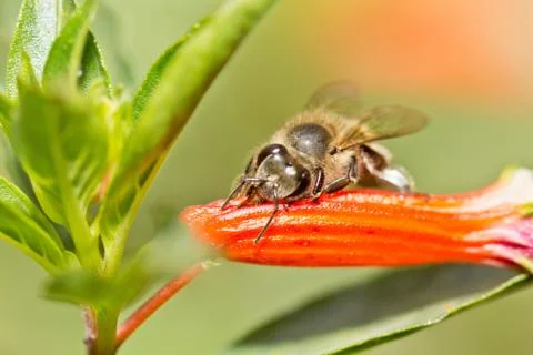 A bee digging for nectar Stock Photos