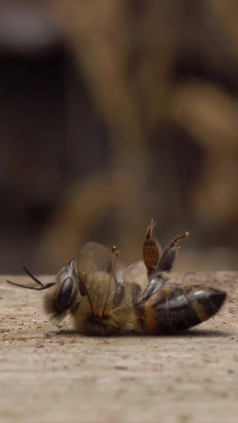 Bee disease. Pathogen outbreak. Beekeeping. Honey bees Video stock 316809817