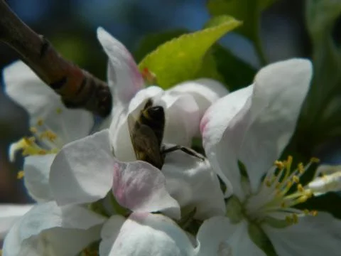 A bee dives into an apple tree flower Stock Photos