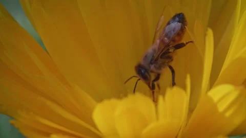 Bee diving into a calendula flower. Gathering pollen, macro shot. Productive con Stock Footage 153054107