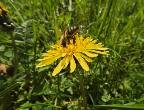 Bee Diving in Dandelion Stock Photos