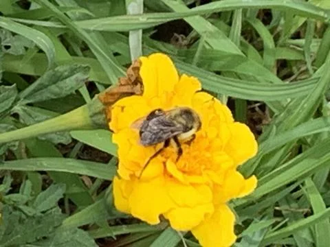 Bee doing hard labor for the hive Stock Photos