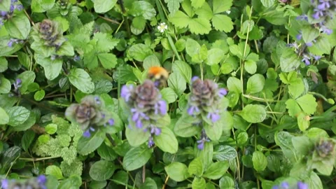 A bee doing its job in nature Stock Footage 238760783