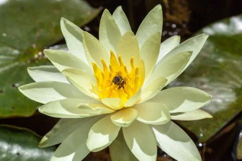 A bee doing its job Stock Photos