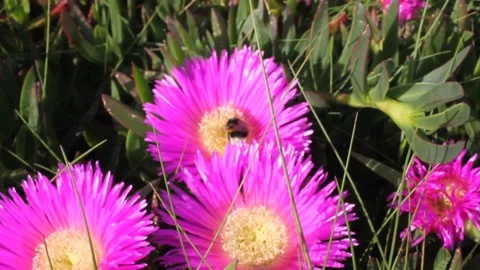 A bee doing its job in pink and yellow flowers Stock Footage 239912971